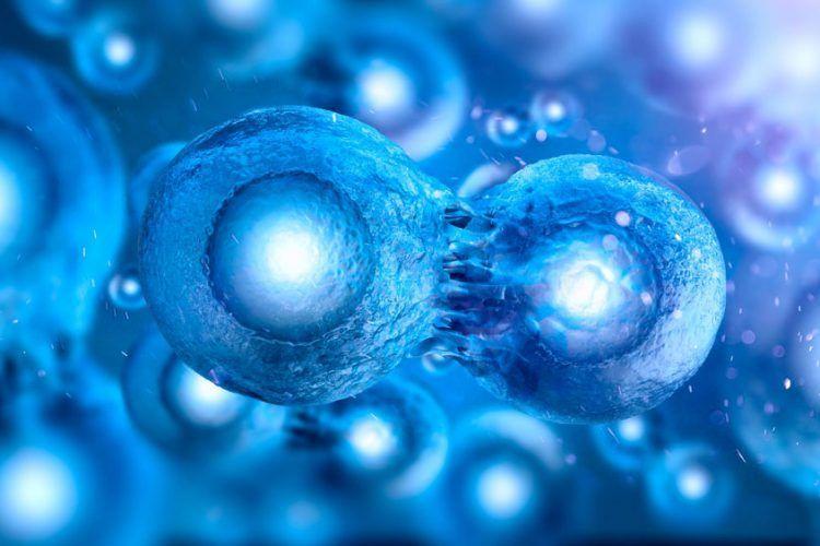 Vector virus hợp chủng