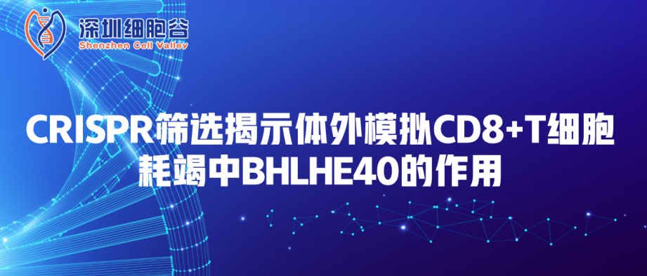 Phân tích CRISPR tiết lộ vai trò của BHLHE40 trong mô phỏng kiệt sức tế bào T CD8+ in vitro